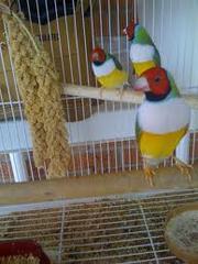 LADY GOULDIAN FOR SALE