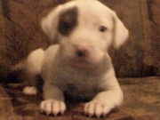 Beautiful Pitbull Puppies!